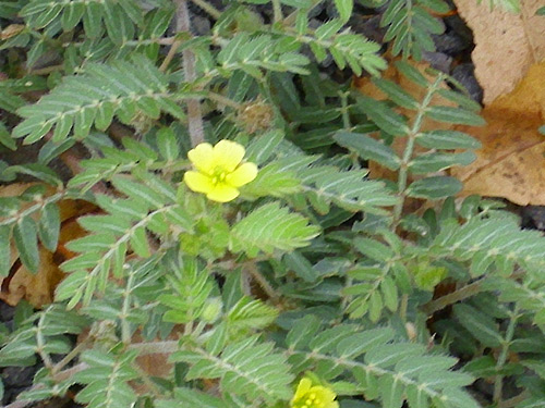 Tribulus Terrestris