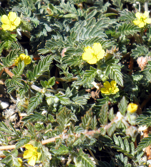 Tribulus Terrestris