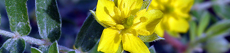 Tribulus terrestris